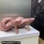 Dior Heel 8cm Dway Slide Sandals in Pink Shearling Fur and Embroidered Canvas 2024