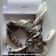 Dior Butterfly Around the World 90 Square Scarf  in White and Pastel Peyote Green Silk Twill 90x90cm 2024