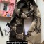Gucci GG wool jacquard scarf 598993 45x195cm Black 2024