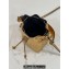 Fendi Mon Tresor Mini bucket bag leather Gold