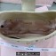 Miu Miu Matelassé nappa leather Hobo bag 5BC157 Nude