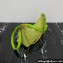 Prada Re-Edition 1995 Chaîne Re-Nylon Mini Hobo Bag 1BC204 Light Green 2024
