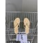 Chanel Crystal CC Logo Thong Sandals Calfskin Beige 2024