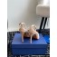 Aquazzura Heel 10cm Love Affair Pumps in Suede Leather Beige 2024