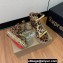 Christian Louboutin Heel 12cm Pyraclou Studded Spike Espadrilles wedge Sandals Leopard Print