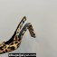 Jacquemus Heel 7.5cm Les slingbacks Duelo hautes Circle square pumps Horsehair 2024