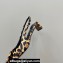 Jacquemus Heel 3.5cm Les slingbacks Duelo basses Circle square pumps Horsehair 2024