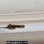 Chanel Lambskin, Strass & Gold-Tone Metal Clutch with Chain Bag AP4044 White 2024