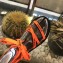 Balenciaga Flat Sandals With Printed Logo Laces Orange 2019