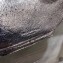 Alexander Wang Attica Fanny Pack Medium Bag Logo Silver 2019