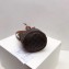 Celine Small Drawstring Bucket Triomphe Canvas Bag Brown 2019