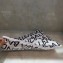 Balenciaga Classic Pouch Clutch Bag All Over Logo White