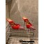 Aquazzura Heel 8.5cm PVC Nights Pumps Red 2022