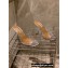 Aquazzura Heel 8.5cm PVC Secrets Mules Silver 2022